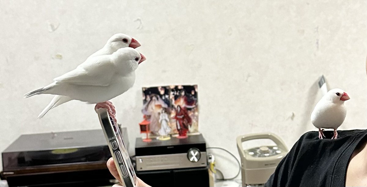 トリアタマ tweet media