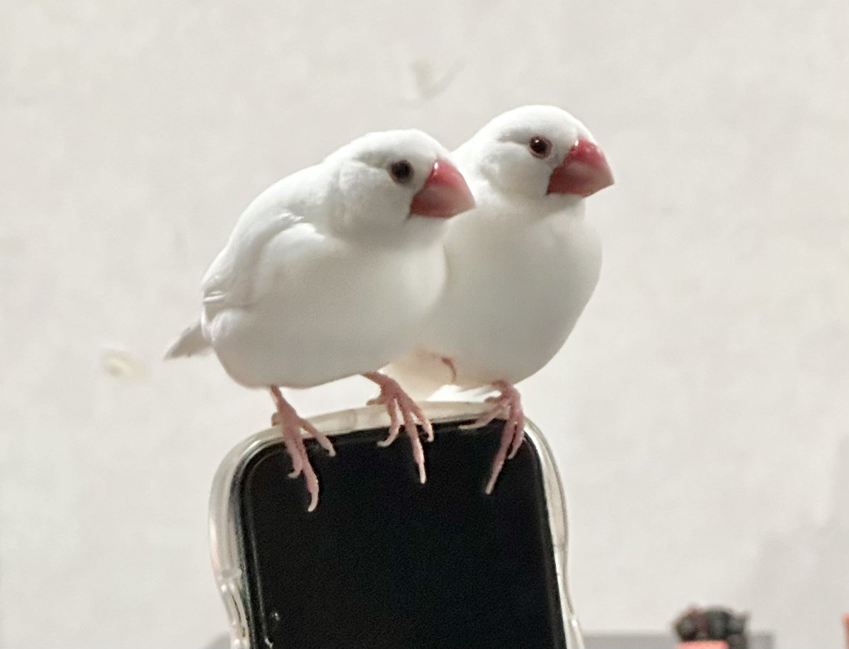 トリアタマ tweet media