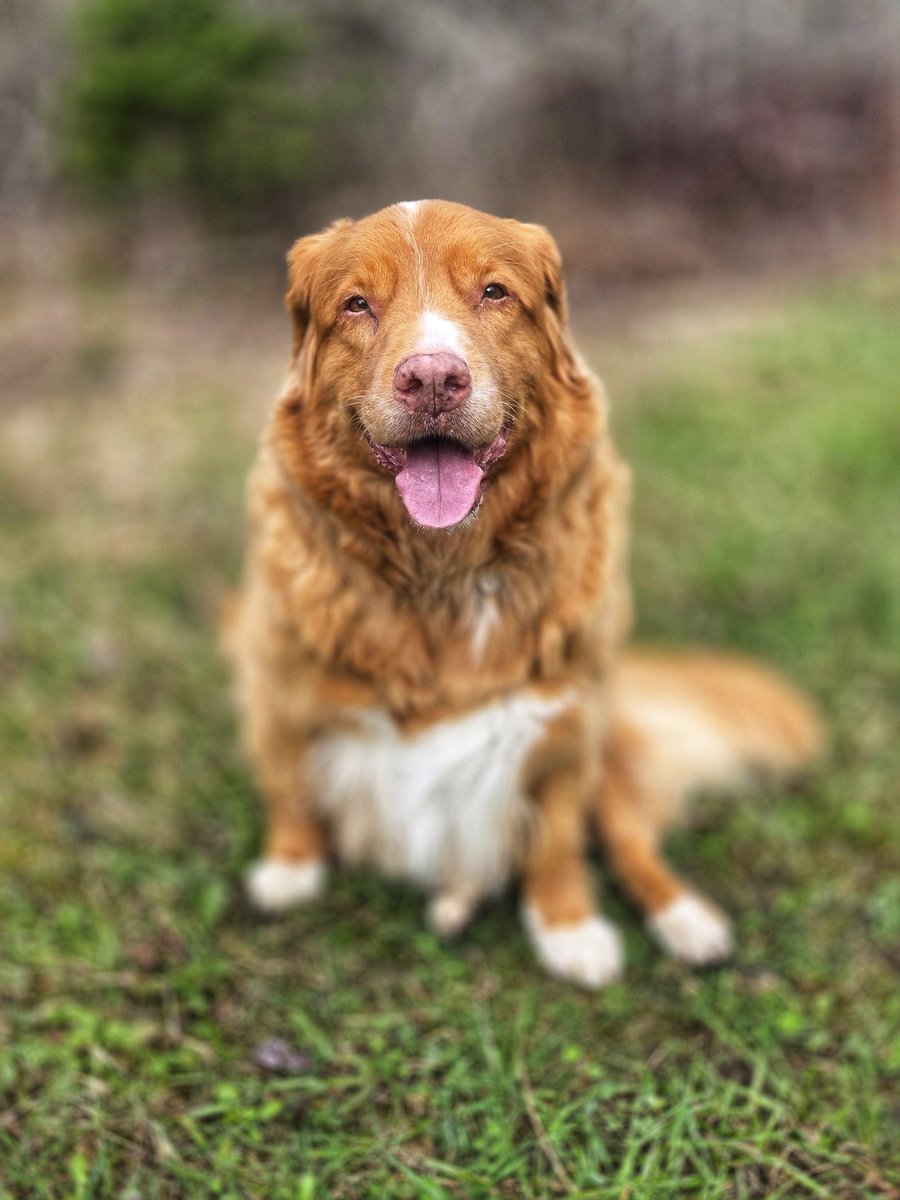 Walkin' The Dog tweet media