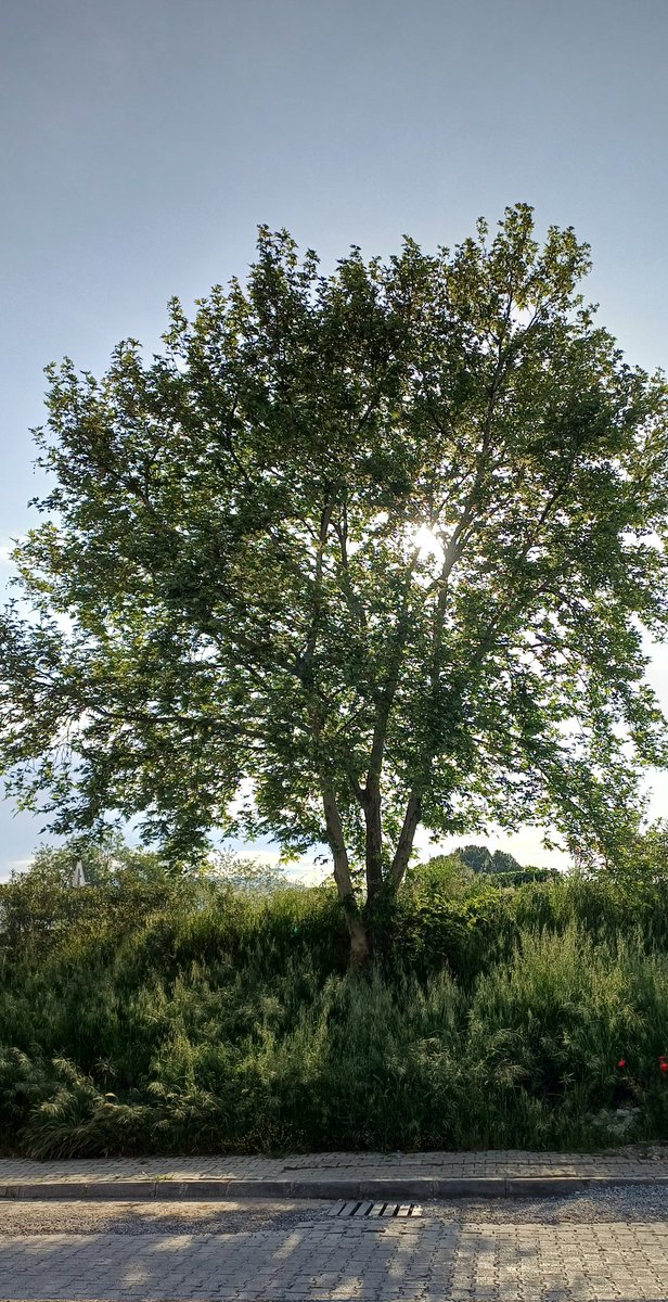 Janis_dea's tweet image. #TreePeople
#TreeClub 
📸 by me this morning ,in love with this Tree 🌳