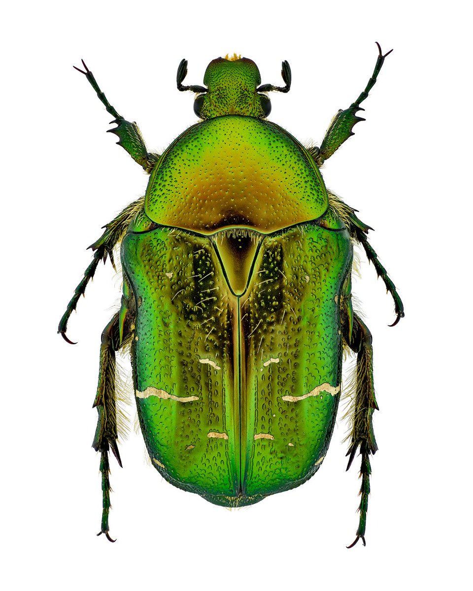 sagaOptics's tweet photo. Rose chafer, Cetonia aurata.

At first glance, it might seem like nothing more than a claw.
Yet look closer and you see a masterpiece of evolution — intricate, powerful, and perfectly engineered for its purpose.
This ultra-high-resolution image of the claw of Cetonia aurata (the Rose Chafer) was created using the Stack and Stitch technique: a combination of focus stacking and panoramic stitching. The final photograph is assembled from 3034 individual images, revealing details far beyond what the naked eye can perceive.
Just a claw — or a wonder of nature?