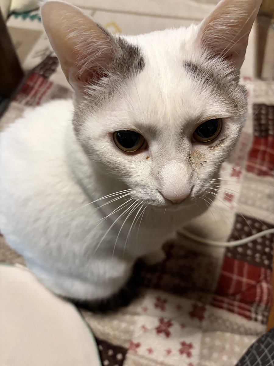 ayanya5's tweet photo. 今日は、黒之介９歳の誕生日🎂
いつも癒しをありがとう😊
これからもよろしくね☺️
 #猫好きさんと繫がりたい　#猫のいる暮らし https://t.co/HAFjzvvEpb