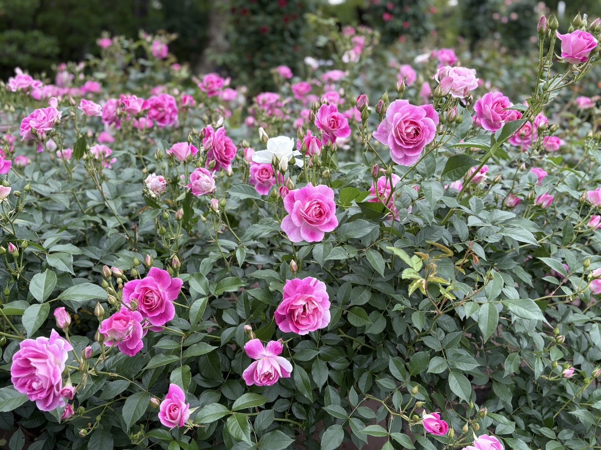 鶴舞公園 tweet media