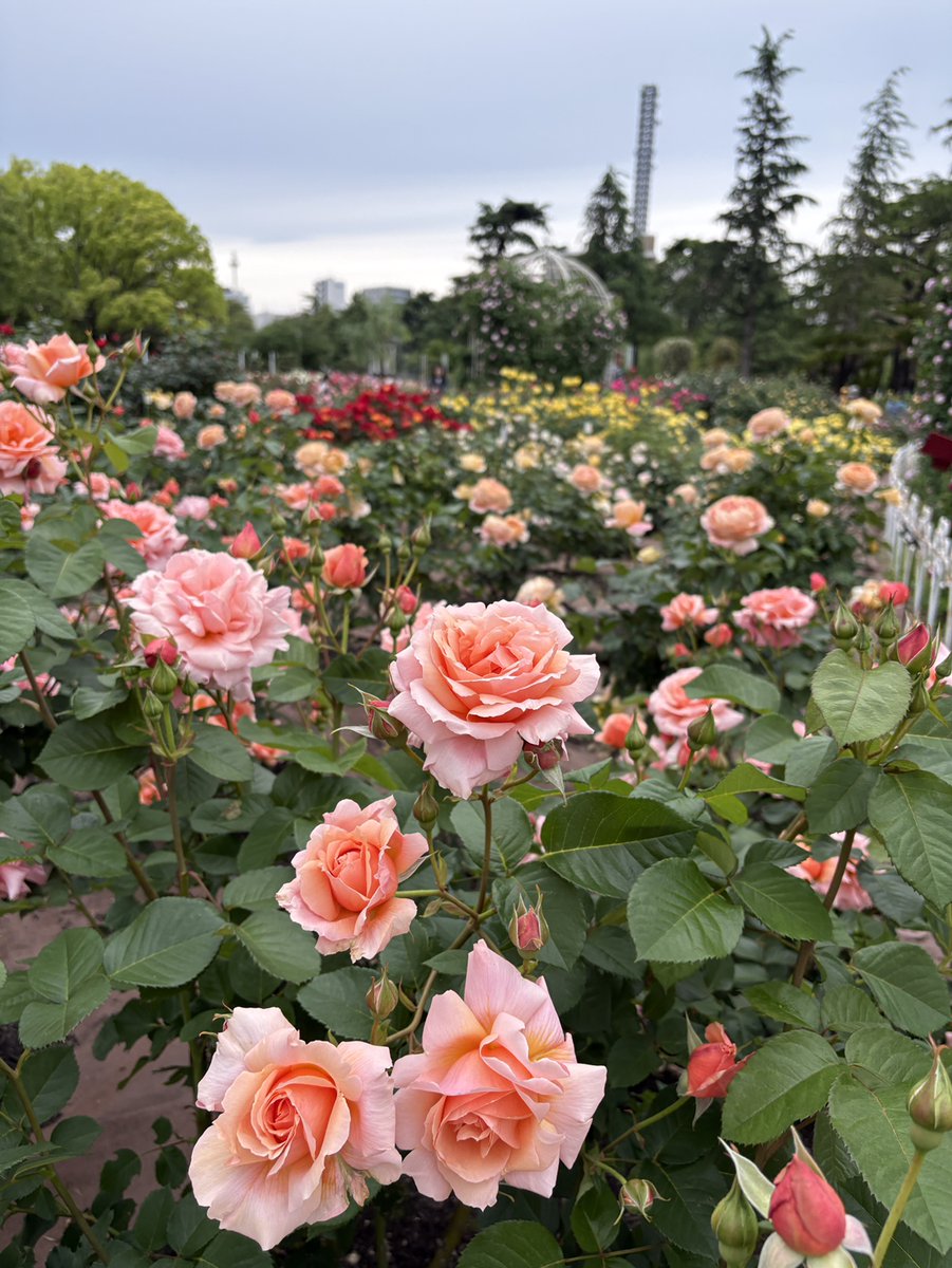 鶴舞公園 tweet media