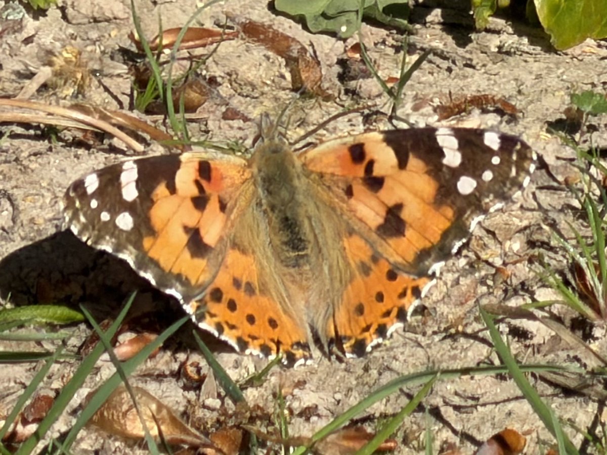 SWC_Nature's tweet photo. A big surprise yesterday while I was out hunting for pearl-bordered fritillaries (second photo) in the New Forest near Brockenhurst yesterday was this very fresh painted lady. It was VERY hungry, so perhaps had just been on a long journey…. https://t.co/Gh0XMs92Qf
