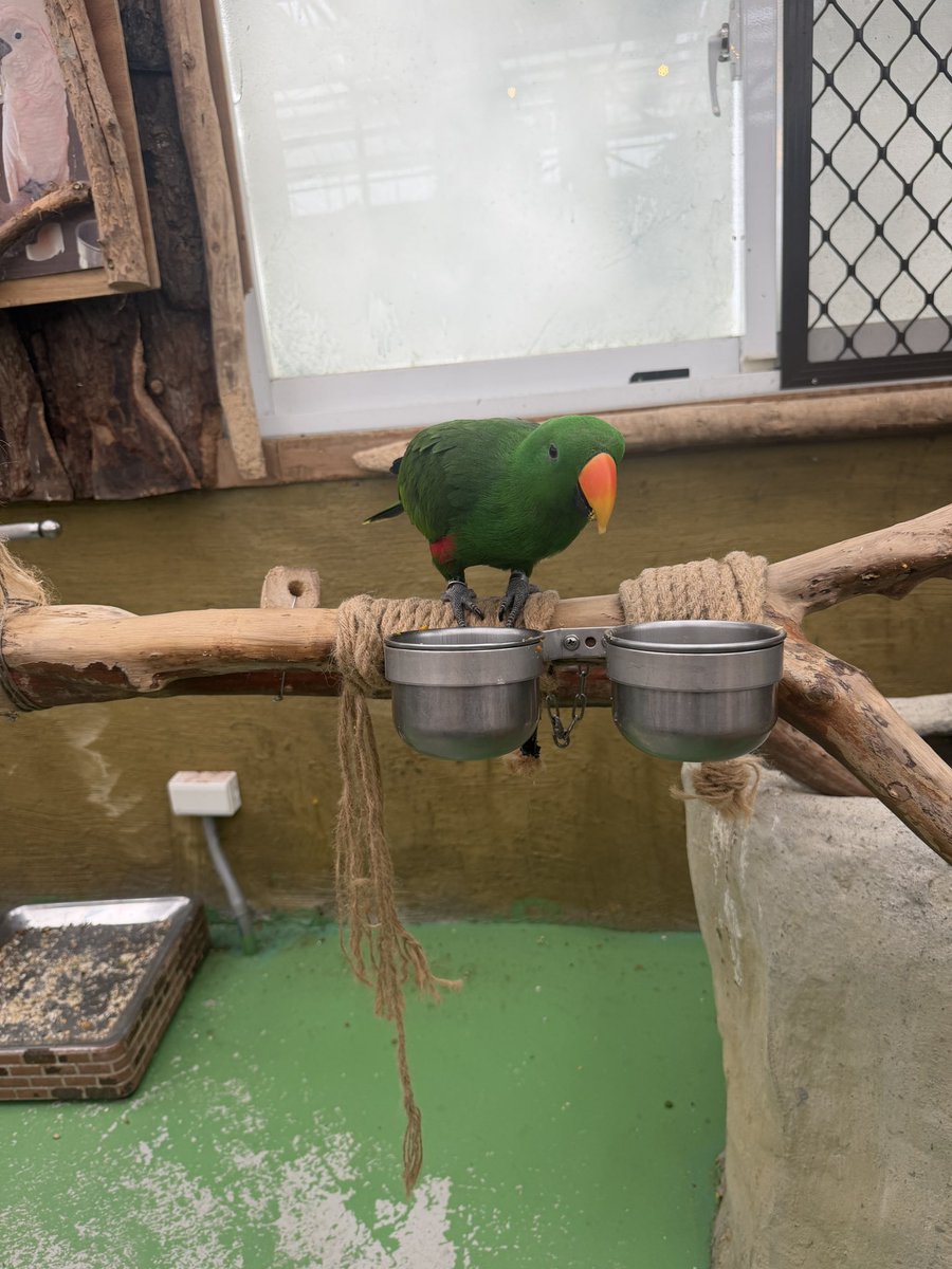 魚醬` 子 tweet media