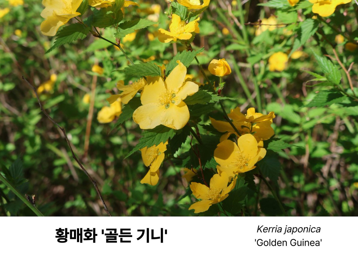 천리포수목원 tweet media