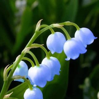 MaricaGusmitta's tweet image. #FF Buon primo maggio 
@G_di_Gra  @Miti_Vigliero  @SfigataMente  @999nuvola 
Buon fine settimana carissime amiche un bacio  😘