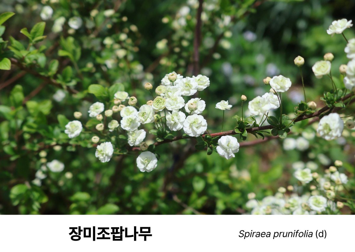 천리포수목원 tweet media