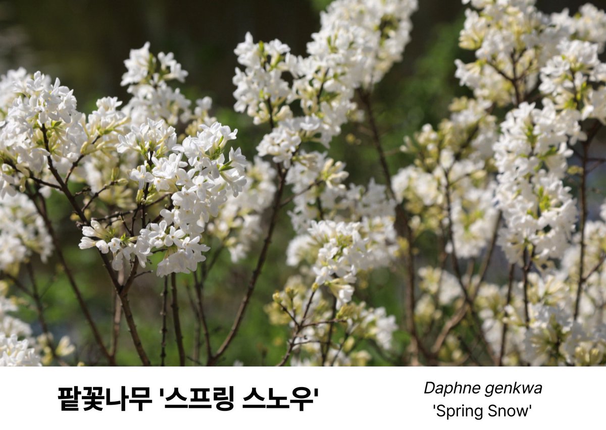 천리포수목원 tweet media