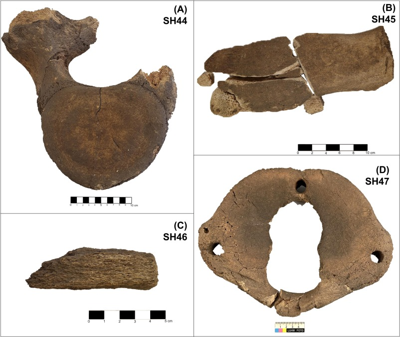 DAntiquis's tweet image. Earliest evidence of crafting and trading of whale bones in Iron Age Scania, Sweden.

arkeonews.net/first-confirme…

#Archaeology #IronAge #Sweden