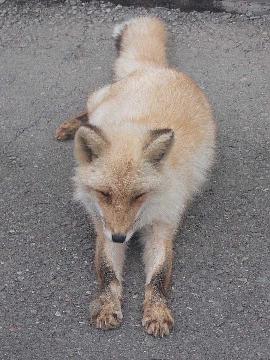 Cheng-Ren🦊🐺 tweet media