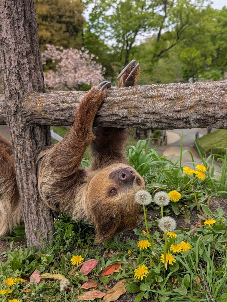 名古屋市東山動植物園 tweet media