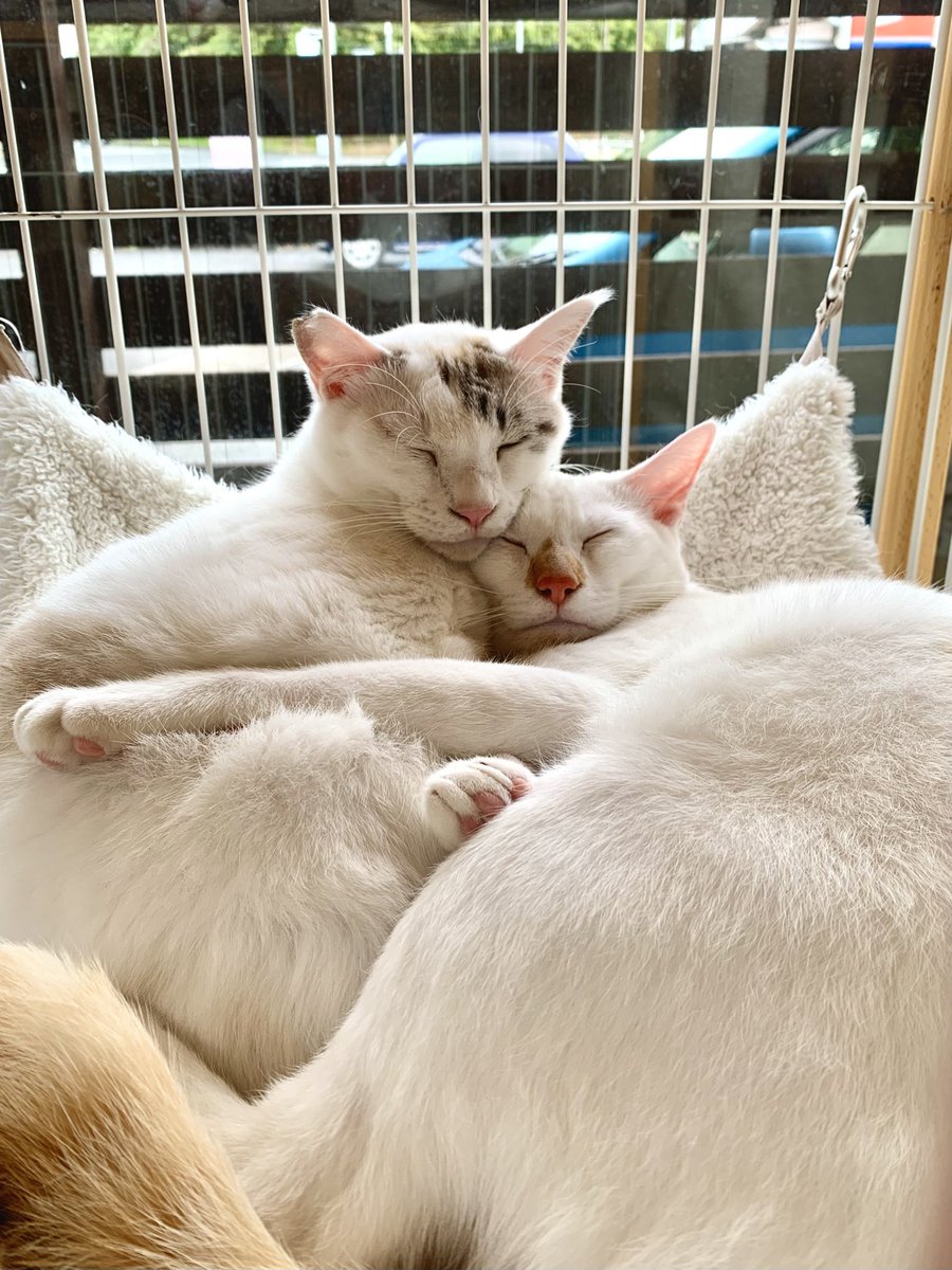 保護猫カフェうたたね tweet media