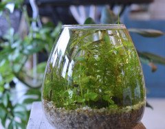 AtelierStem's tweet photo. ＃ワークショップ情報
5/23 13:00〜
ボトルアクアリウム
ワークショップ🐟️🌿

魚と植物が共生する小さな生態系を
あなたの手で作ってみませんか？

講師　はなひより様

詳しい内容やご予約はStemホームページをご覧くださいませ🙏

＃メダカのいる生活 https://t.co/T17fRWDCUv