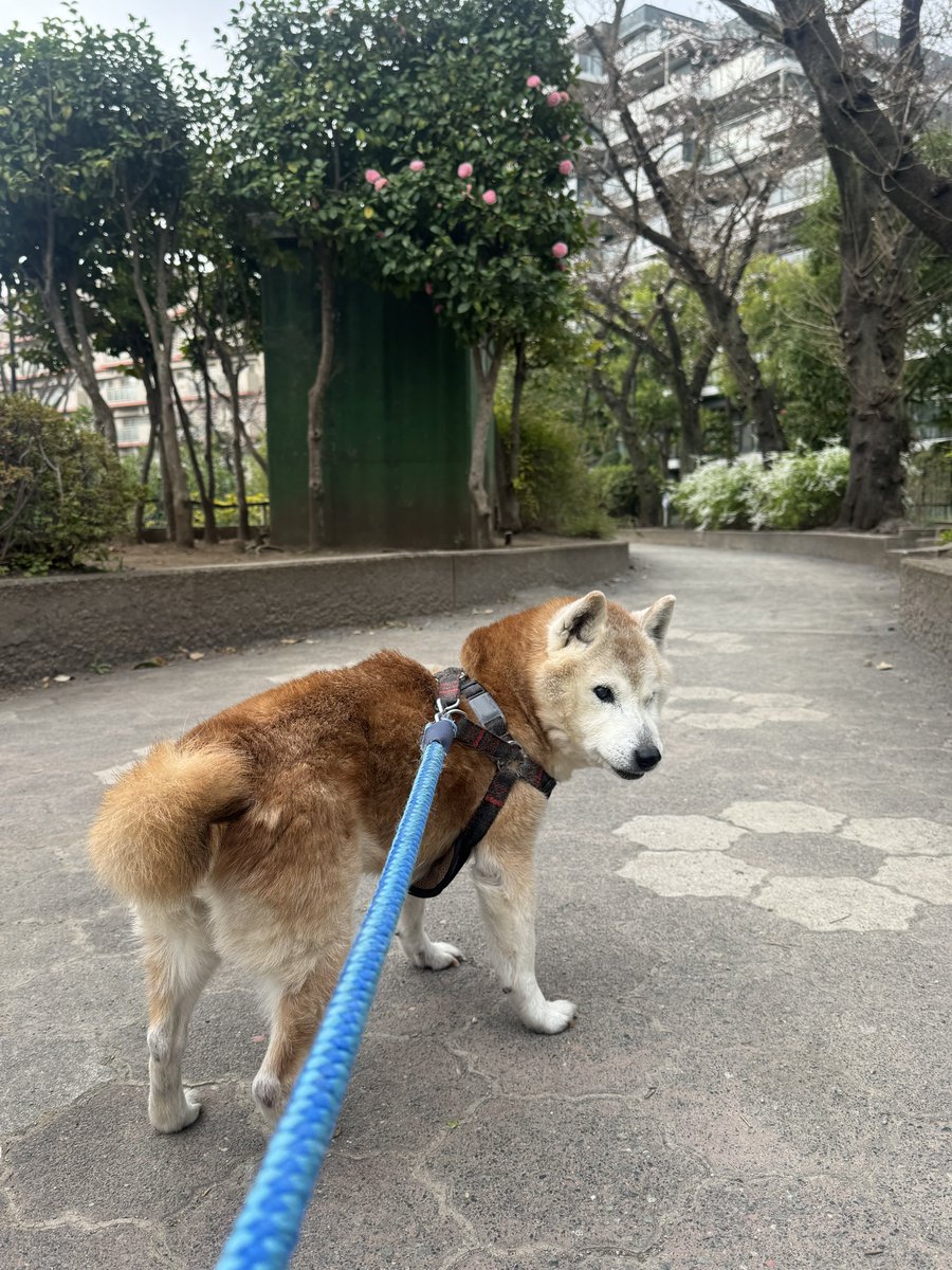 ななすけ（散歩） tweet media