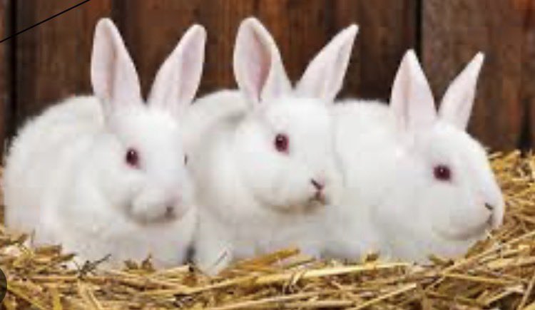 White rabbits 
White rabbits 
White rabbits 
🐇 🐇 🐇 
.