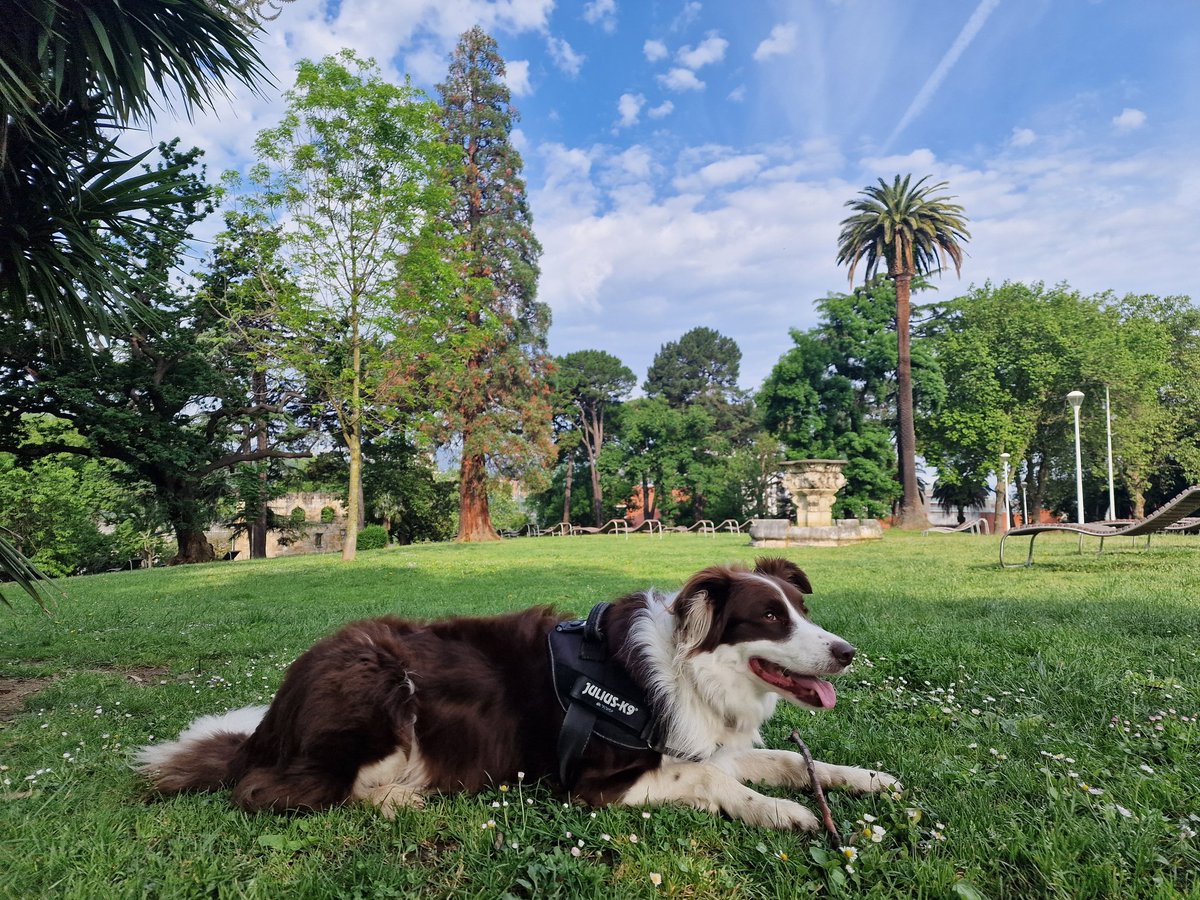 iparatx's tweet image. Invertir en valor

Es festivo del #1Mayo pero #LaPelirroja lleva en la sangre no parar

Egun on, buenos días

#Freyja #BorderCollie #Agility