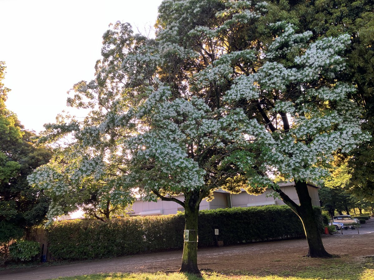 ワールドインテックさいたま市都市公園【公式】 tweet media