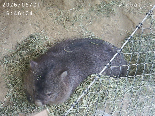 モネ tweet media