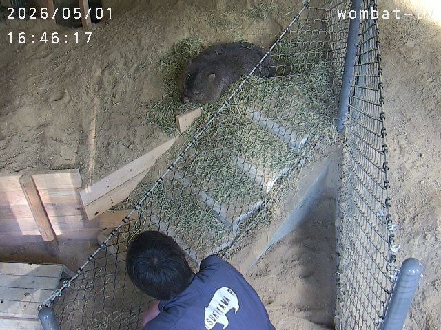 モネ tweet media