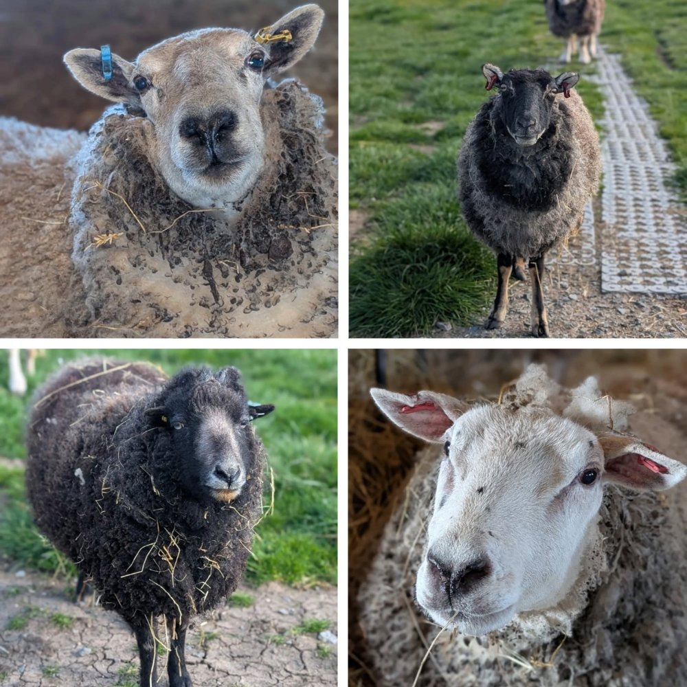 fars_sanctuary's tweet image. Just LOOK at their gentle faces, their soulful eyes 🤗

Pls don't eat or pay for the exploitation of their brothers &amp;amp; sisters in animal ag 🙏

Pls be #KindToAllKind &amp;amp; #GoVegan 🌱 (It's easier than you might think &amp;amp; @veganuary Challenge 22 @VegRecipeClub et al can help 💚)