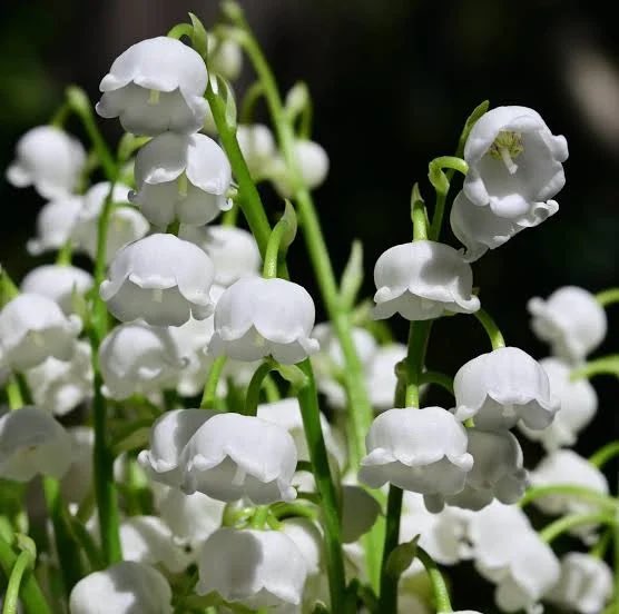 MaricaGusmitta's tweet image. #FF #WhiteFriday  Buon primo maggio 
@999nuvola  @PagliariniSte  @MyGi_5  @jeperego    @NicolaRaiano  @AnonimoQuadraro  @GiusiFasano 
@DiDimiero @ale_spada @AleIannacci @ziobaffi @toni_fontana 
Un sereno fine settimana! Vi abbraccio