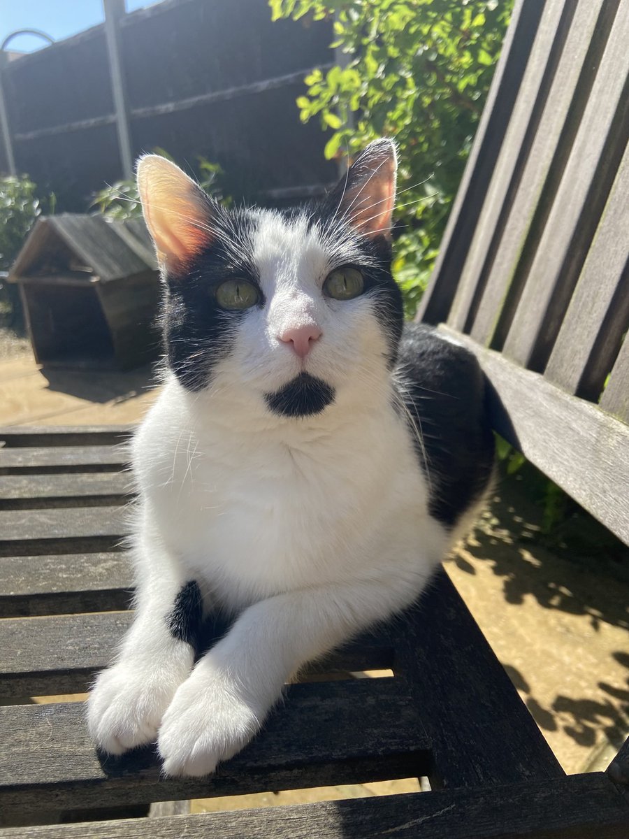 EvieFreddie's tweet image. It has been zero days since the last Pigeon Related Incident 😼

#cats #CatsOfTwitter #FridayFeeling #friday