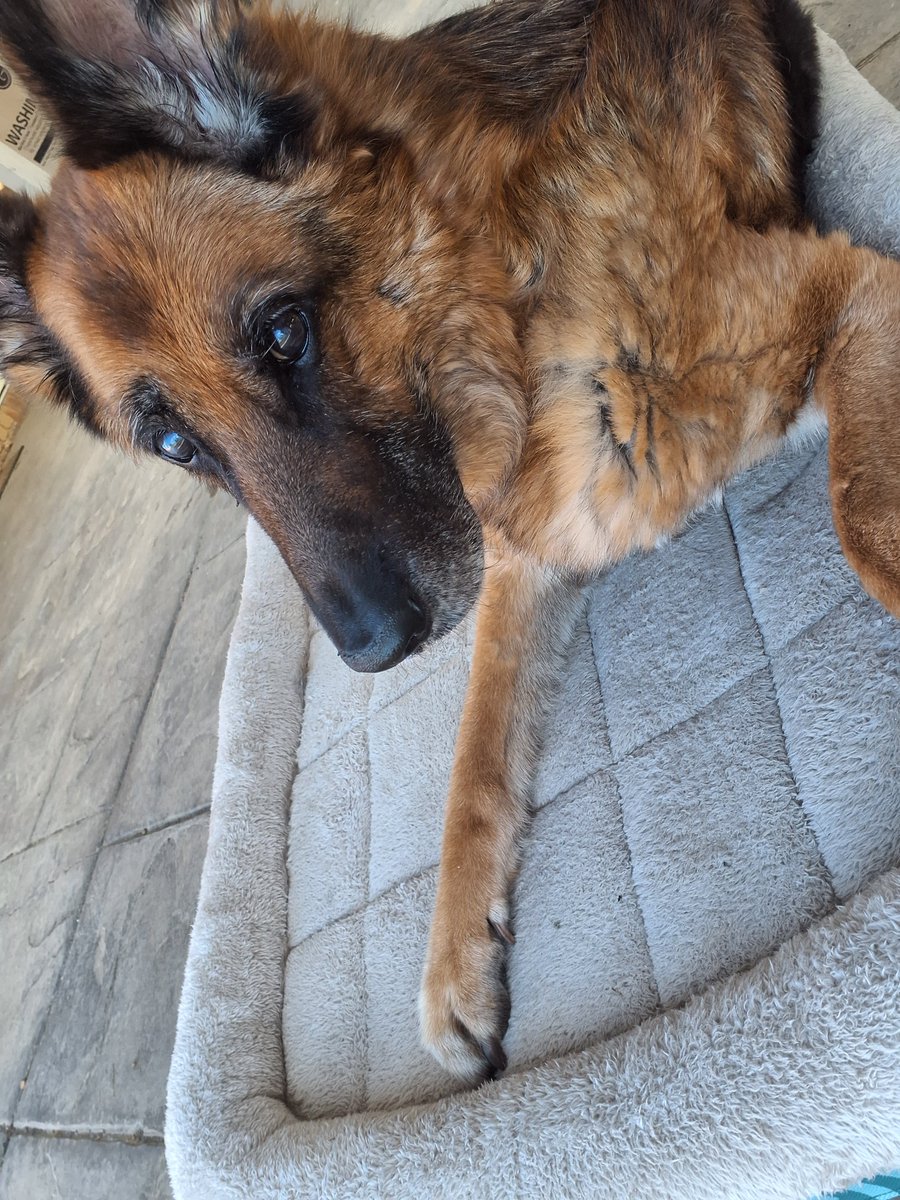 DogAndDoggo's tweet photo. 2026, 1 May- https://t.co/NTScK4yTOR