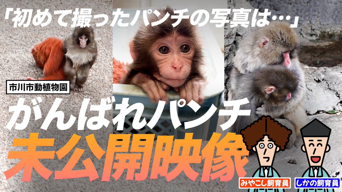 市川市動植物園（公式） tweet media