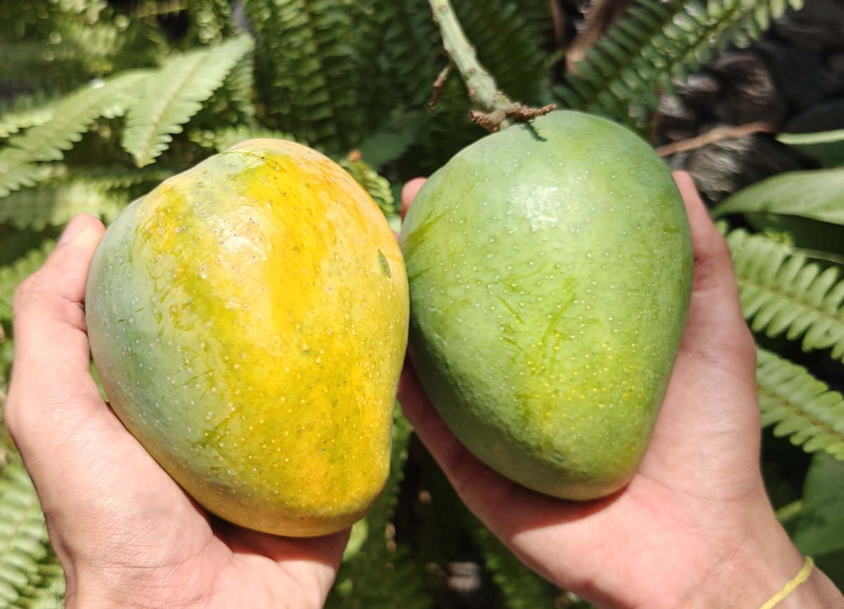 shetty_athreya's tweet image. I'm in #Mango Heaven 🥰😇

The biggest #OrganicHapoos harvest of the season with both weighing close to 500 gms each! 

How much would you be willing to pay for these Huuuge Kings? 👑🥭

This is why I love #OrganicFarming 🌱