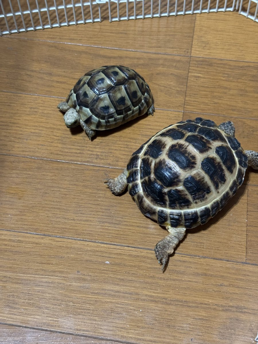 👑のあ🖤💛(おしおchan) tweet media