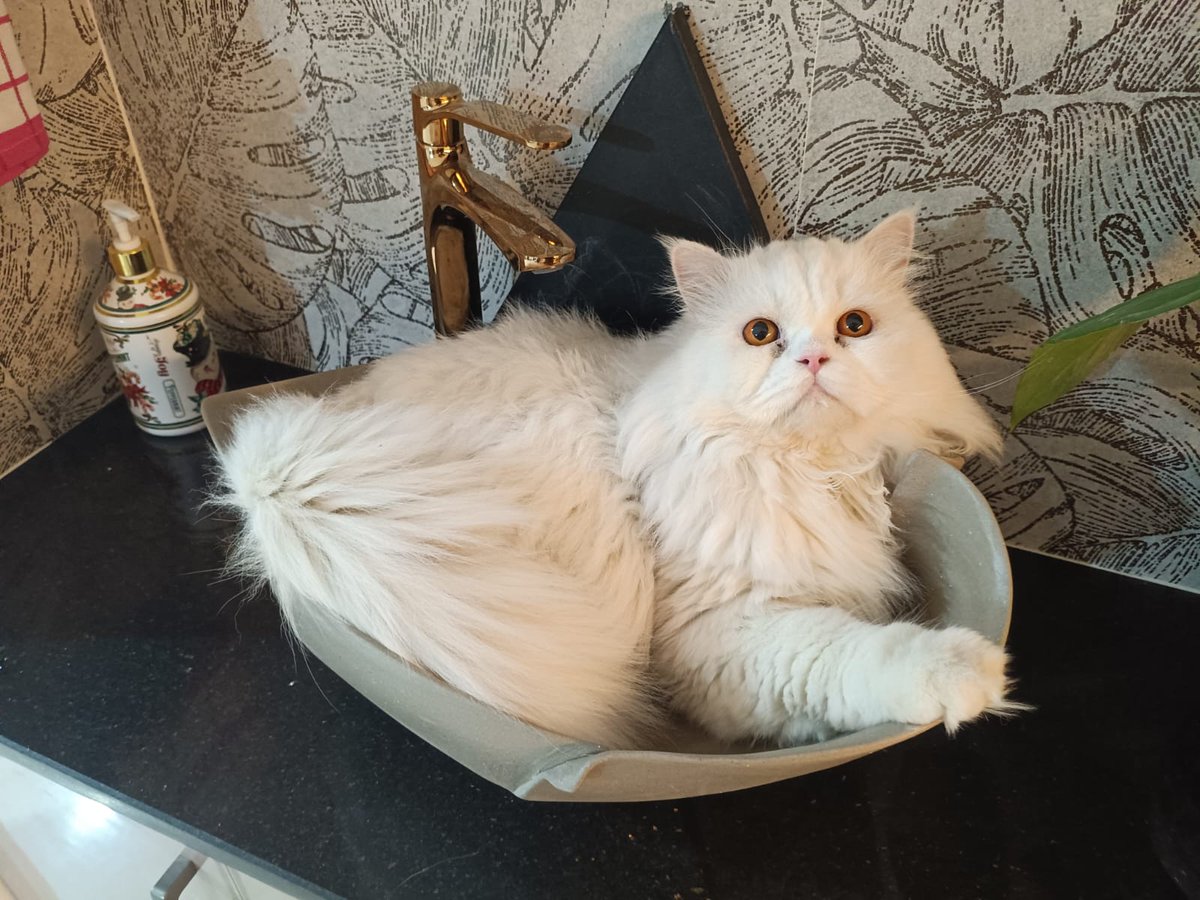 inniebeams_'s tweet photo. okay but does toto love doritos to an extent where he names his cat after them BECAUSE I DID !! #iwin #truelover #idkimbored https://t.co/RXHVe521dJ