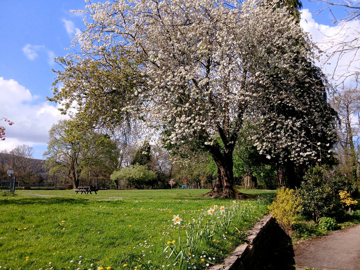 Dave_Roberts3's tweet image. Daffodils and blossom in Pontnewydd Park #DailyPictureTheme #April #spring #flowers #Tree #Torfaen #Cymru #Wales