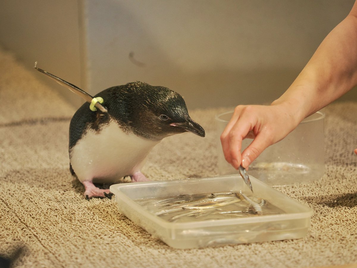 トビペンギン イワトビペンギン 25 | HANSA