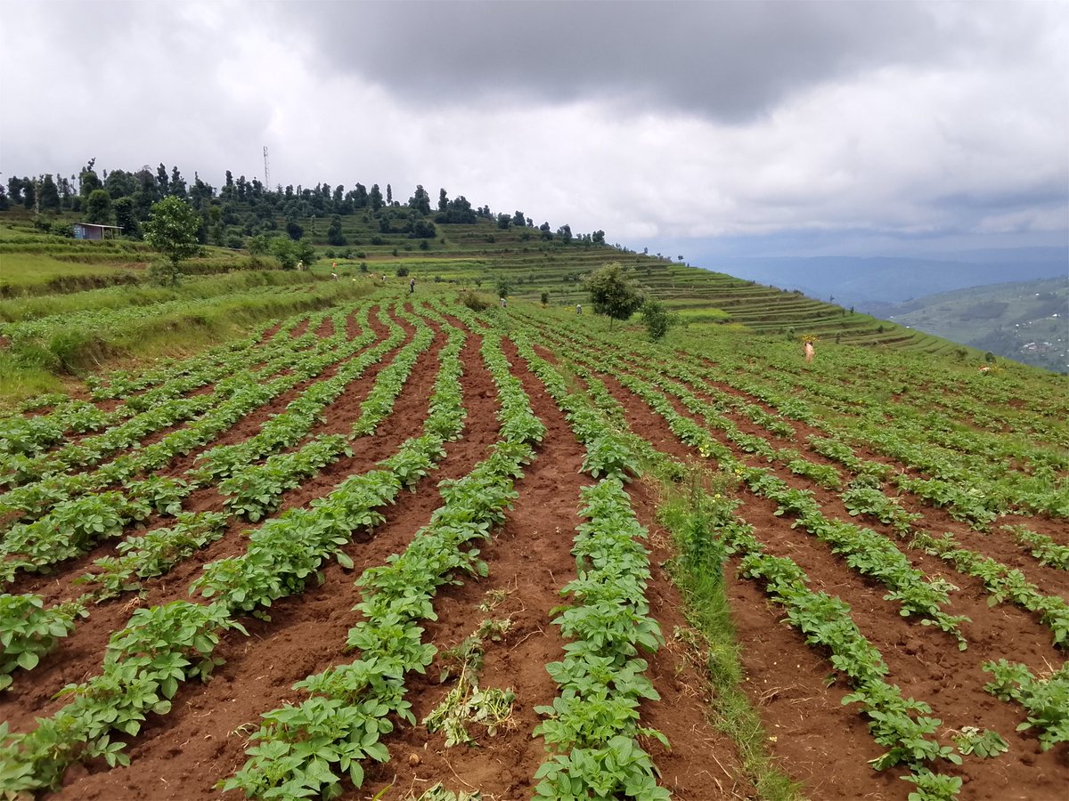 AGRIRESEARCH UNGUKA Ltd tweet media