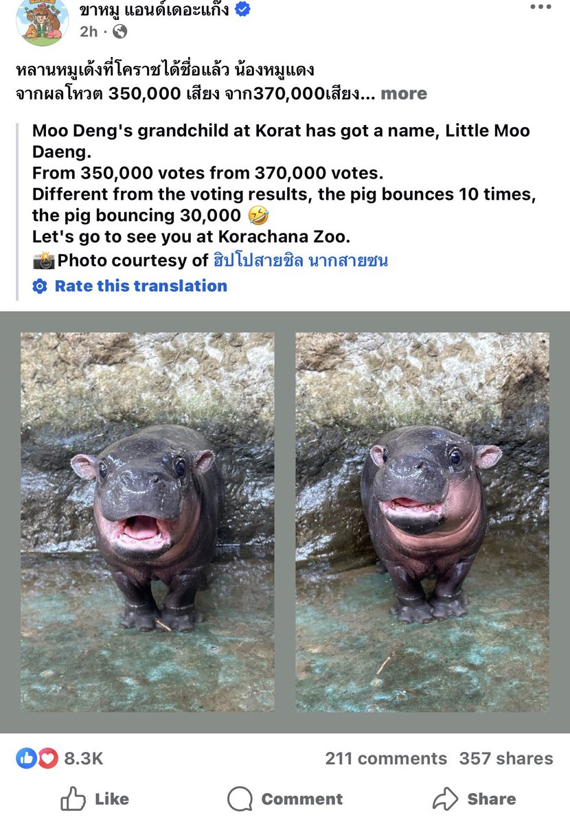 Baby hippos name is Moo Daeng 

A98jBNjYwQpfUF7DtAWFNp7AMeWunvwFb98T1YMZpump