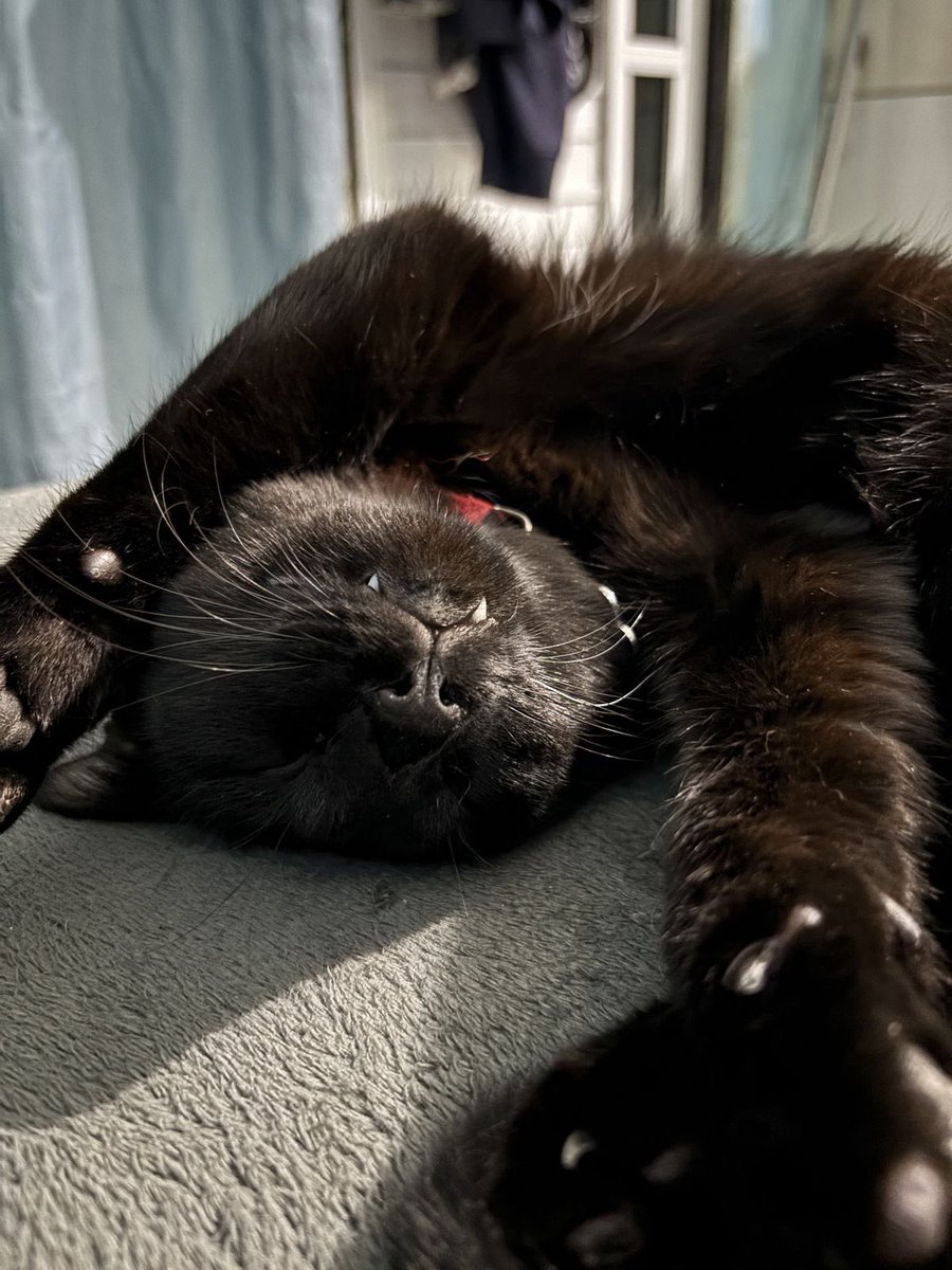 Black cats are not bad luck tweet media