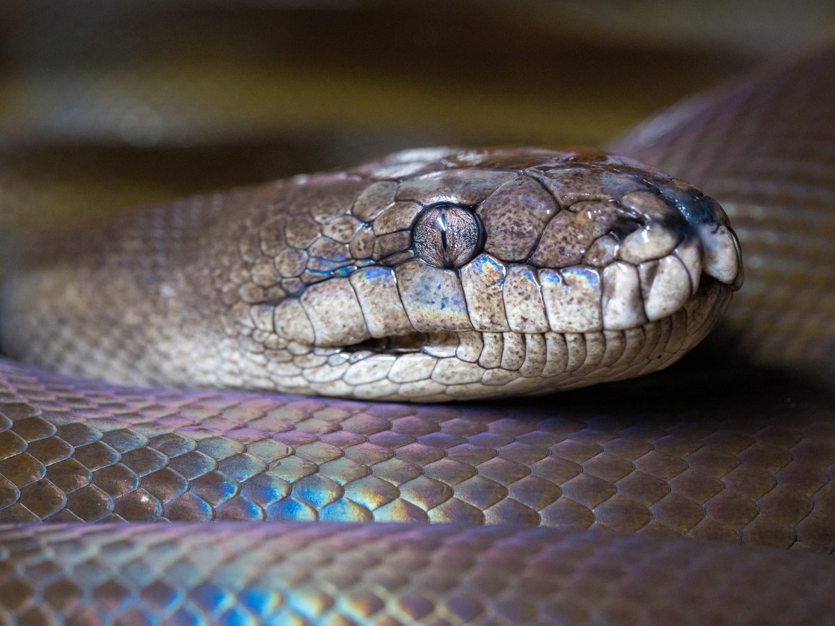 Aidil_herptiles's tweet photo. 色変わるって本当なんだな https://t.co/iO01xLC18Q