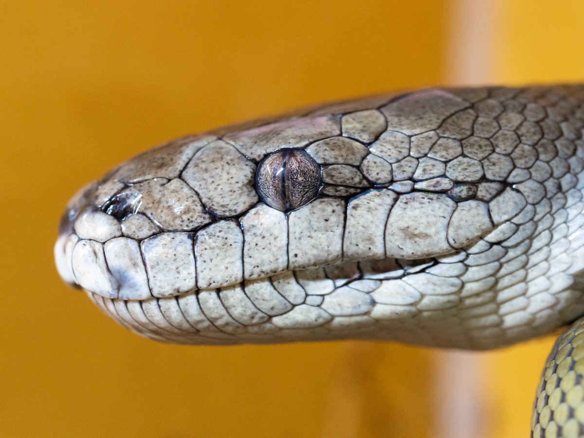 Aidil_herptiles's tweet photo. 色変わるって本当なんだな https://t.co/iO01xLC18Q