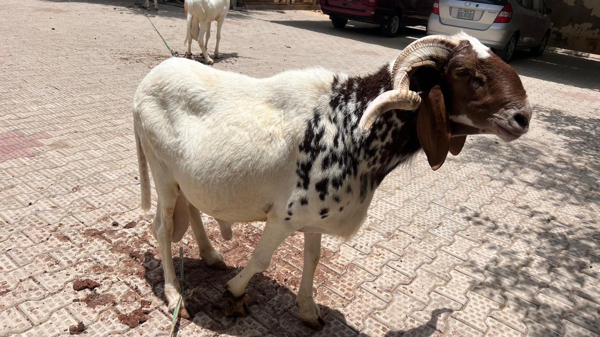 shariffshattima's tweet photo. Rams available.

Location: maiduguri 

Delivery: Nationwide. https://t.co/XL6Y8SfkSG
