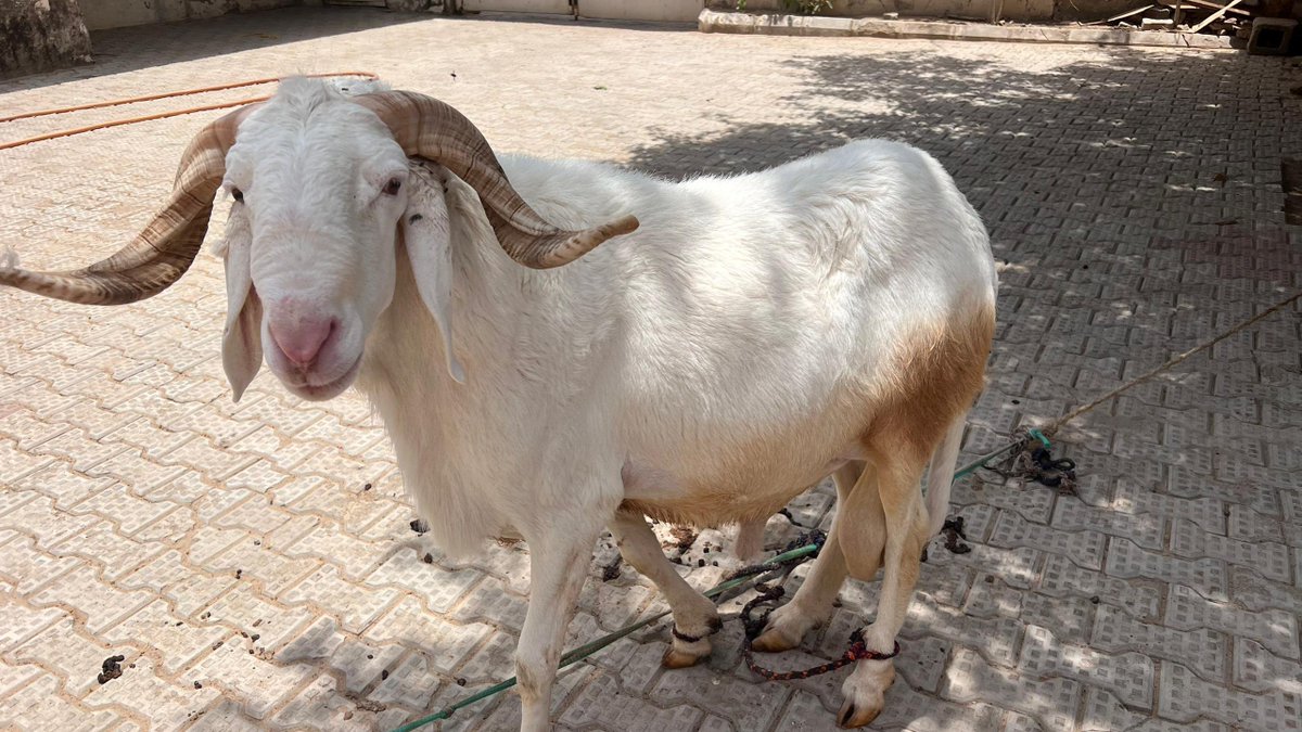 shariffshattima's tweet photo. Rams available.

Location: maiduguri 

Delivery: Nationwide. https://t.co/XL6Y8SfkSG