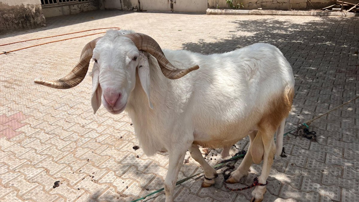 shariffshattima's tweet photo. Rams available.

Location: maiduguri 

Delivery: Nationwide. https://t.co/XL6Y8SfkSG