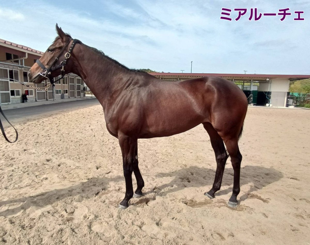 SHIZUYA_STABLE's tweet photo. 今週の出走予定馬

●5/2(土)●
新潟2R #ミアルーチェ Ｆ．ゴンサルベスJ

新潟6R プレイザリード 丹内祐次J

新潟12R ワイルドゴーア 上里直汰J

京都9R リュクスパトロール 団野大成J

●5/3(祝)●
新潟8R アンドローゼス 丸山元気J

新潟11R #ショウナンアビアス Ｆ．ゴンサルベスJ

お願いします🐴 https://t.co/QBsADlGvEW