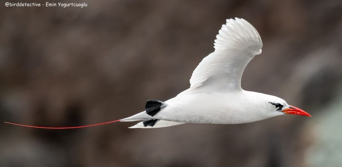 RepPlusUK's tweet photo. Big news for bird lovers! A rare red-tailed tropicbird has been spotted for the first time on St Helena, a special moment for this already extraordinary island.
https://t.co/QvGAc4cbE8
#StHelena #SouthAtlanticOcean #BuketListDestination #RepPlusClient https://t.co/jJSPZMtYMB