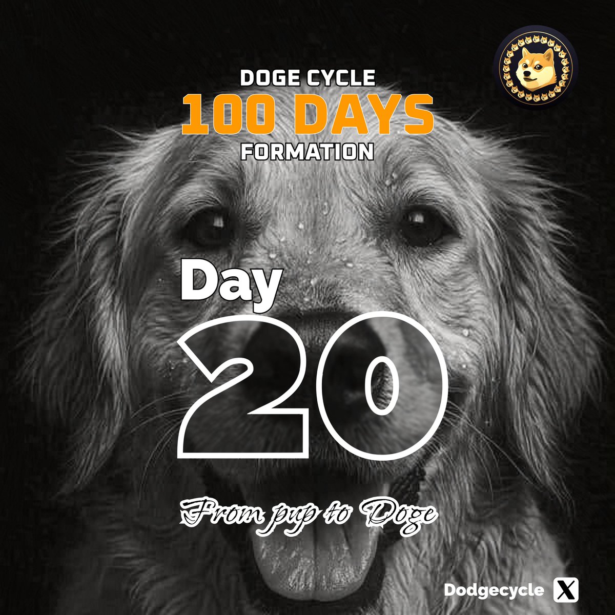 dogecycyleb's tweet photo. 20 Days down and still moving strong.
While some Jeeted because of uncertainty, others Rode the wave into Valhalla.
Which side of the line are you standing?
CA: 0x96169affEb915FA730c126b24935752eFEdAfD43
$DGC #DogeCycle #Moon $DOGE https://t.co/z9c4UWj5XH
