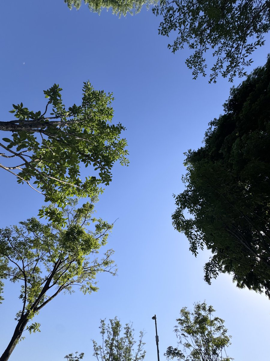 mocouo_'s tweet photo. 요즘날씨에
피크닉가서.. 돗자리에 냅다누워서
바람솔솔 나뭇가지 흔들리는거보면서 
트레저표 잔잔힐링사랑곡 플리 들으면 극락갈수있음....................
진심 추천을넘어서 
제발 https://t.co/5C2RD4ysDa