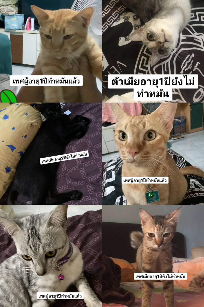 Catster & Co บ้านพักพิงแมวจร tweet media