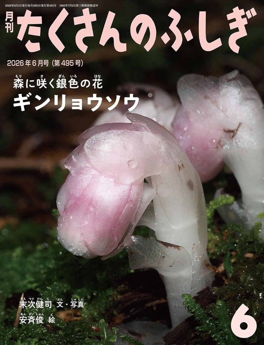 tugutuguk's tweet photo. 『ギンリョウソウ 森に咲く銀色の花』、本日発売です！森にひそかに咲くギンリョウソウ。その暮らしの謎と新種の存在を明らかにするまでの道のりを描いています！
https://t.co/XLSp7UhrBt https://t.co/FQkdBpZcPW