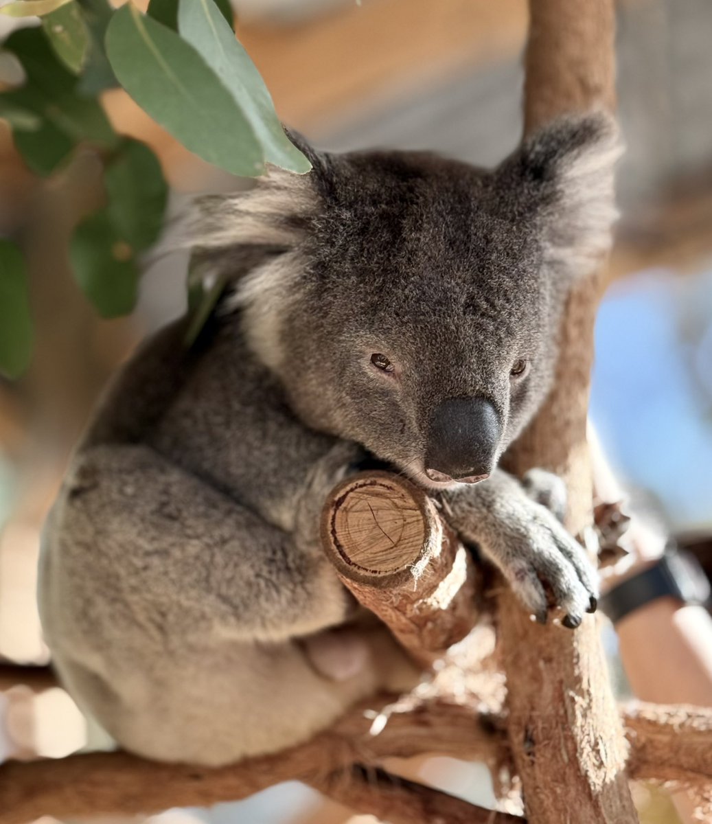 AnndroR's tweet image. Wow, this is amazing 👏🏼. 

#DailyPictureTheme 
#Favorite from April 🇦🇺😉.